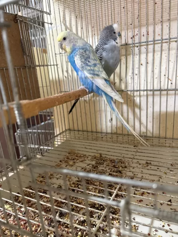 Kuluçka Makinesi Gibi Kusursuz Yumurtali Takim Muhabbet