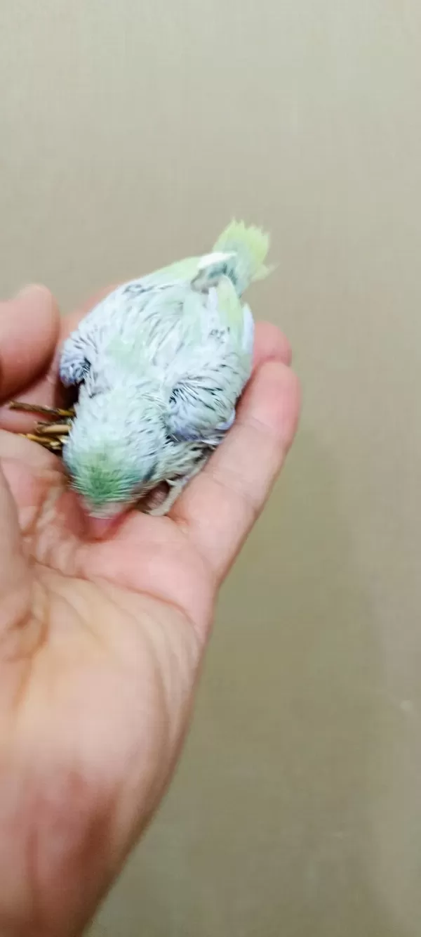 Gökkuşağı Turkuaz Erkek Forpus
