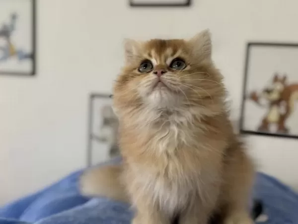 Son Erkek Golden Longhair British Yavrumuz