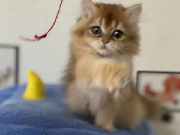 Son Erkek Golden Longhair British Yavrumuz