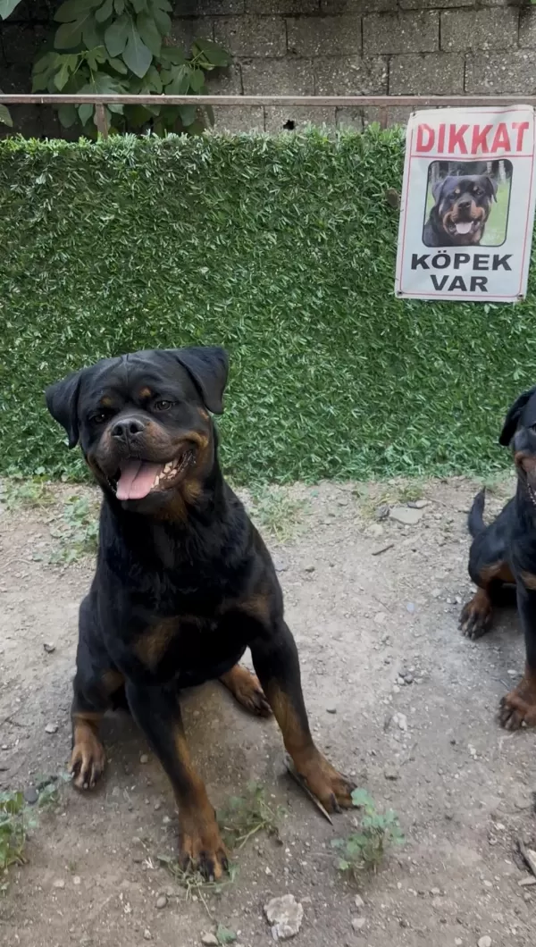 Erkek Rottweiler Yer Kmaraş Detay İçin Yazin