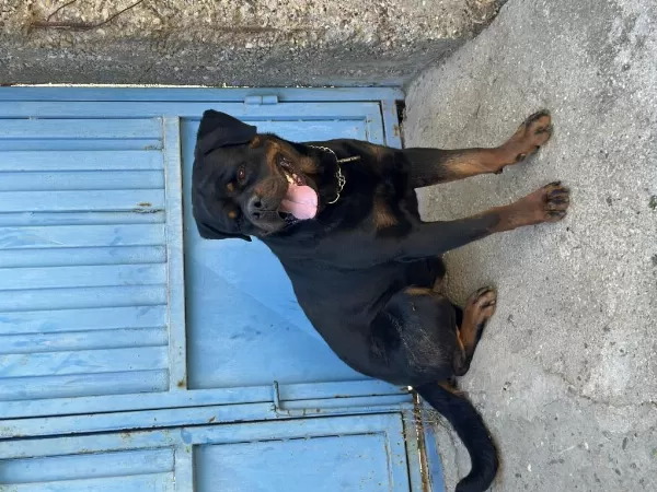 Erkek Rottweiler Yer Kmaraş Detay İçin Yazin