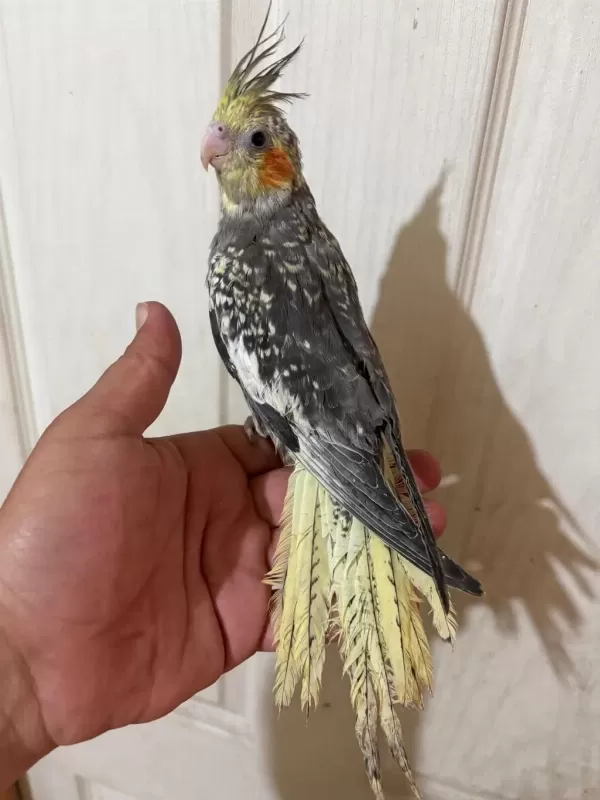 63 Günlük Full Evcil Kusursuz Sultan Papağani Bebek