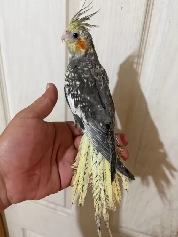 63 Günlük Full Evcil Kusursuz Sultan Papağani Bebek