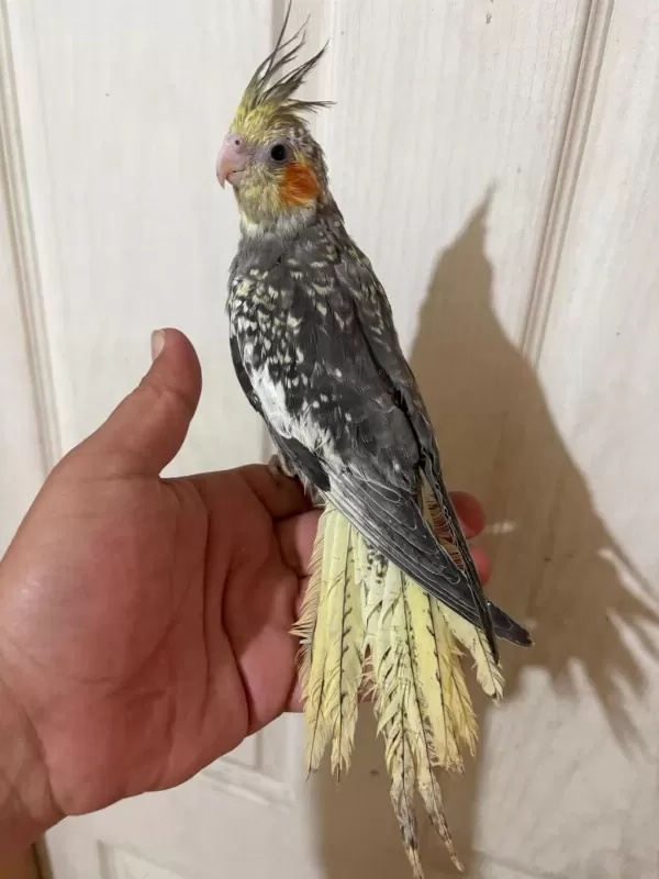 63 Günlük Full Evcil Kusursuz Sultan Papağani Bebek