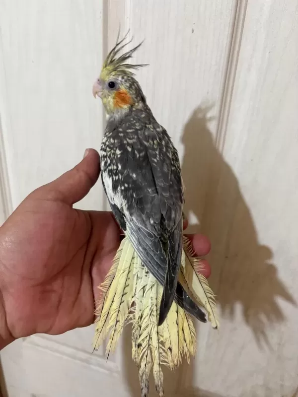 63 Günlük Full Evcil Kusursuz Sultan Papağani Bebek