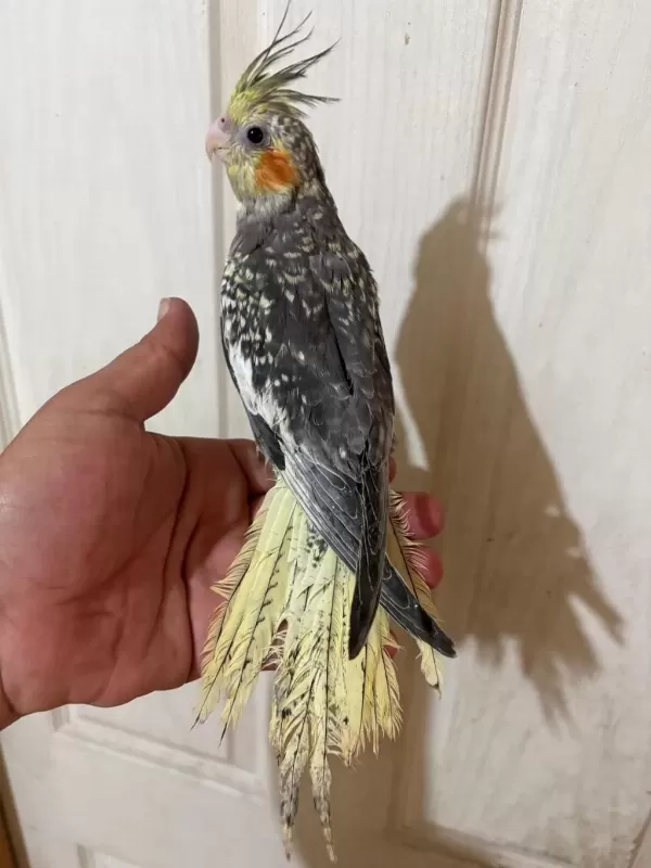 63 Günlük Full Evcil Kusursuz Sultan Papağani Bebek