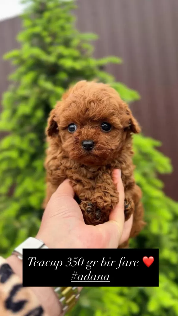 Toy Poodle Yavru Köpeklerimiz