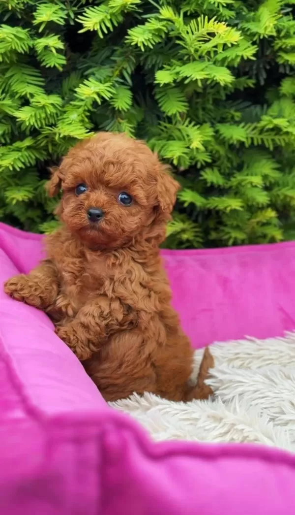 Toy Poodle Yavru Köpeklerimiz