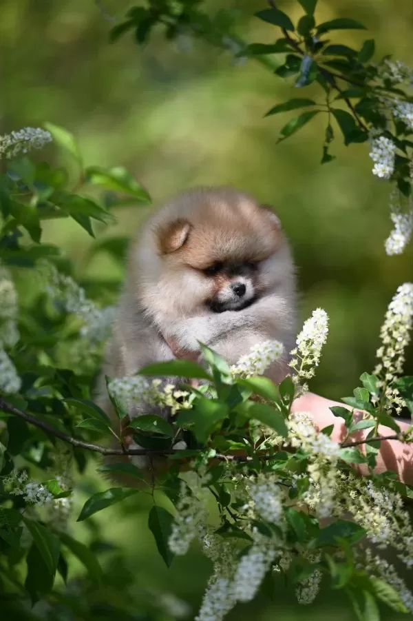 Pomeranian Boo Yavru Köpekler