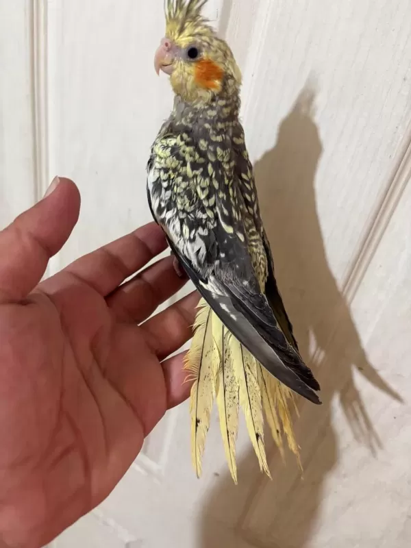 65 Günlük Full Evcil Kusursuz Bebek Sultan