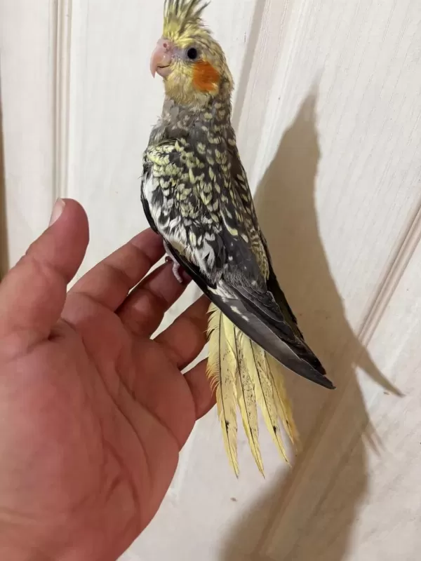 65 Günlük Full Evcil Kusursuz Bebek Sultan