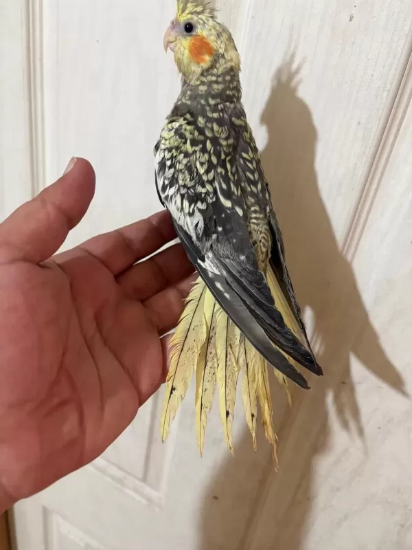 65 Günlük Full Evcil Kusursuz Bebek Sultan