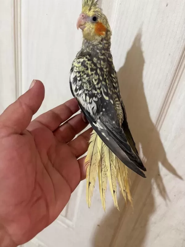 65 Günlük Full Evcil Kusursuz Bebek Sultan