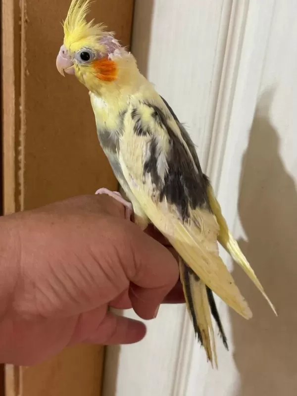 46 Günlük Full Evcil Bebek Sultan Papağanı