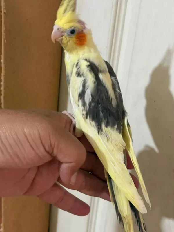 46 Günlük Full Evcil Bebek Sultan Papağanı