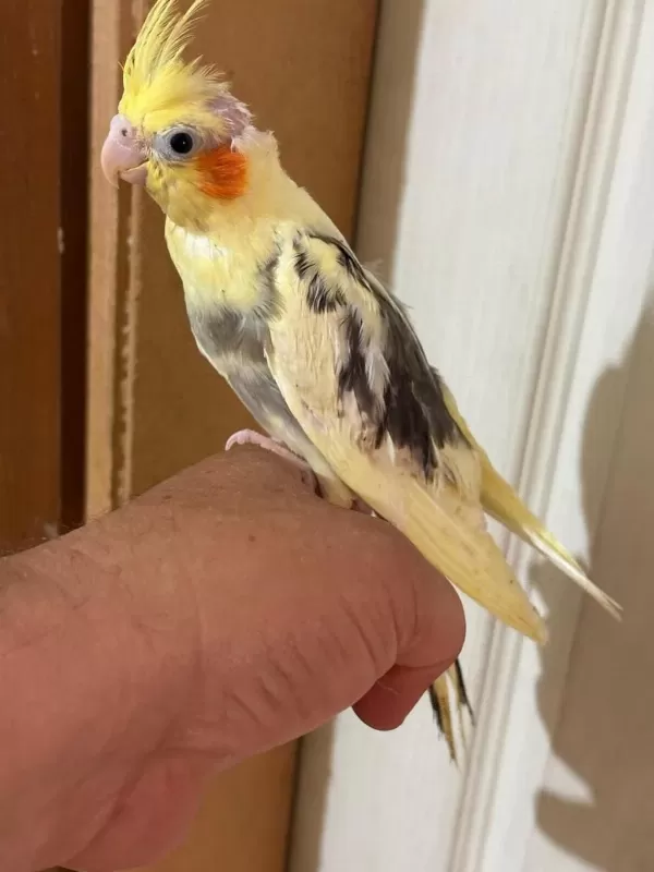 46 Günlük Full Evcil Bebek Sultan Papağanı
