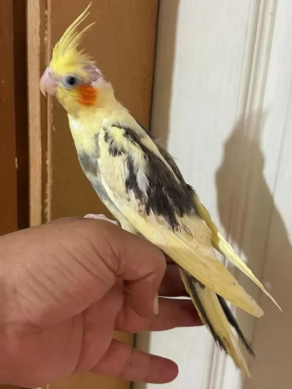 46 Günlük Full Evcil Bebek Sultan Papağanı