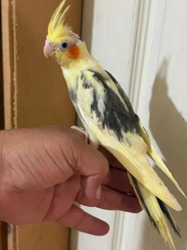 46 Günlük Full Evcil Bebek Sultan Papağanı
