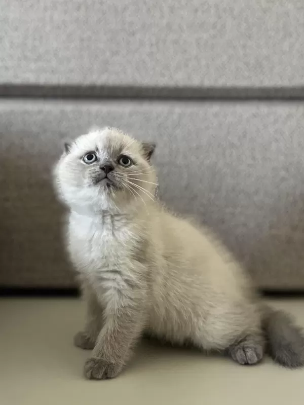 Scottish Fold Blue Point Yavrularim