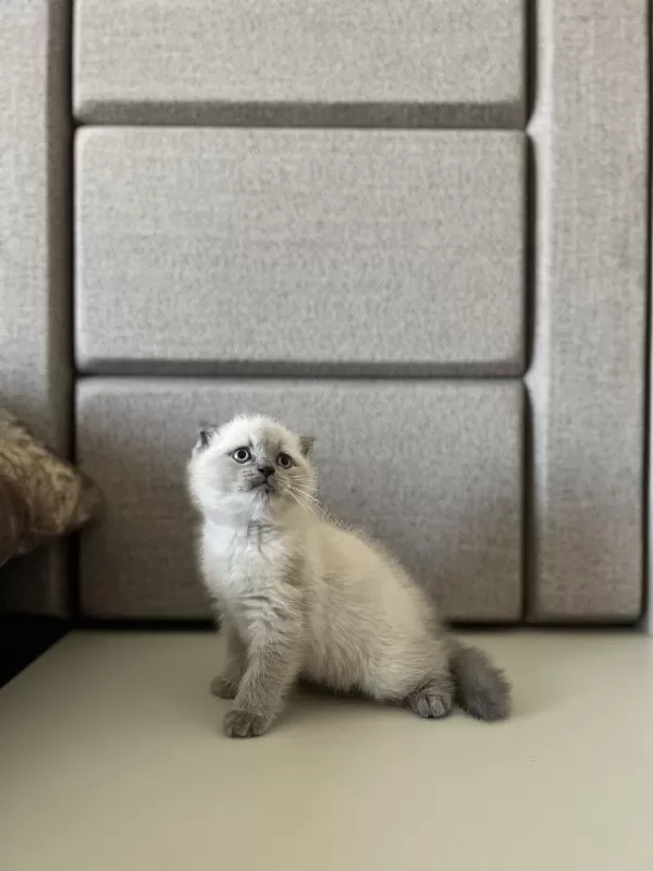 Scottish Fold Blue Point Yavrularim