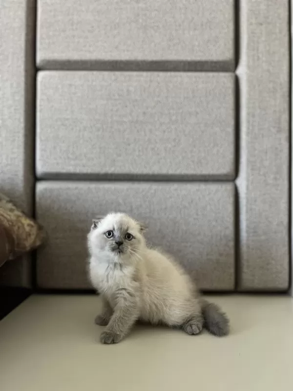 Scottish Fold Blue Point Yavrularim