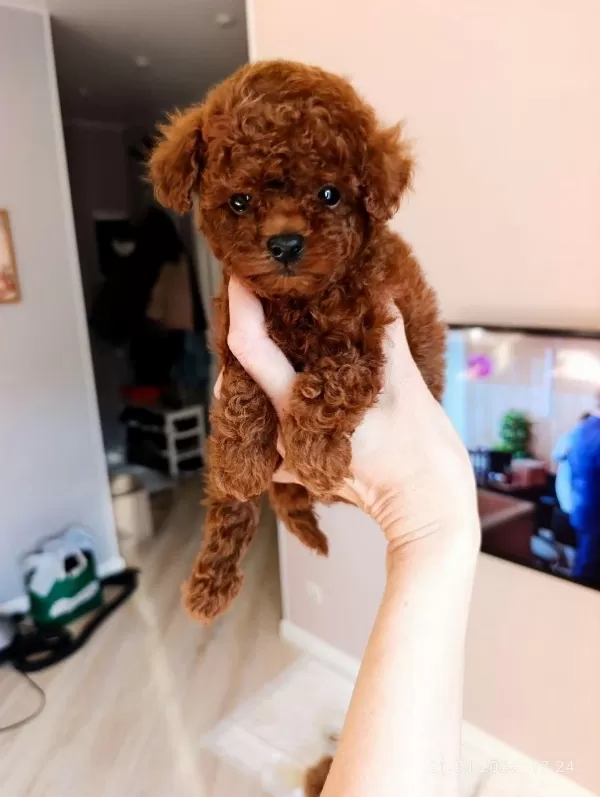 Toy Poodle Yavru Köpeklerimiz