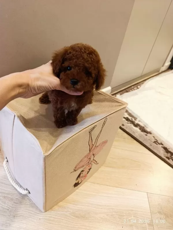 Toy Poodle Yavru Köpeklerimiz