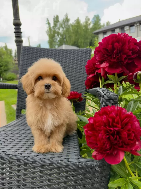Kore Maltipoo Yavrularımız