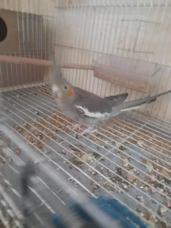 İkinci Kuluçka Hazirliğinda Kusursuz Grey Takim Sultan