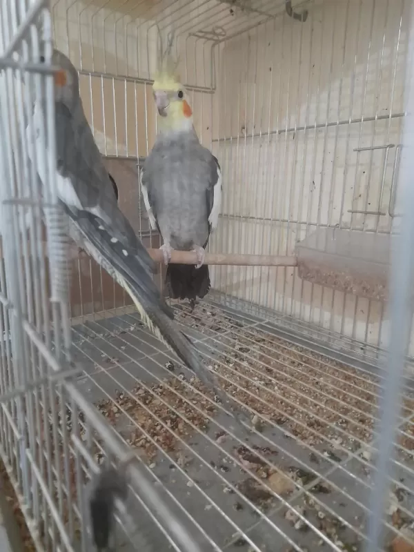 İkinci Kuluçka Hazirliğinda Kusursuz Grey Takim Sultan