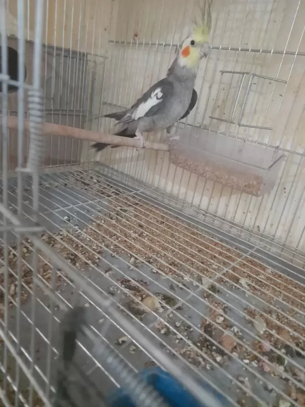 İkinci Kuluçka Hazirliğinda Kusursuz Grey Takim Sultan