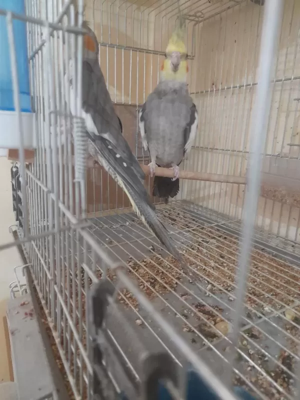 İkinci Kuluçka Hazirliğinda Kusursuz Grey Takim Sultan