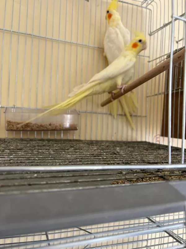 Yavrusu Alinmiş Garantili Lutino Takim Sultan Papağani