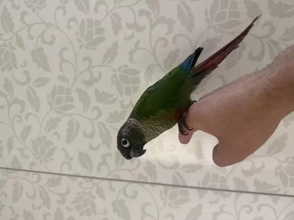 Konuşan Konur 81 İle Gönderim Mevcut