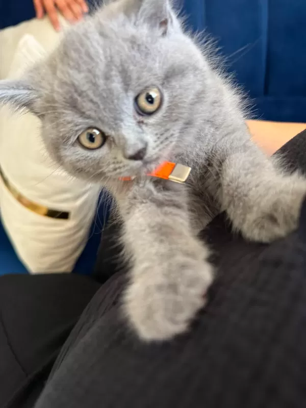 British shorthair bebeğimize yuva arıyoruz