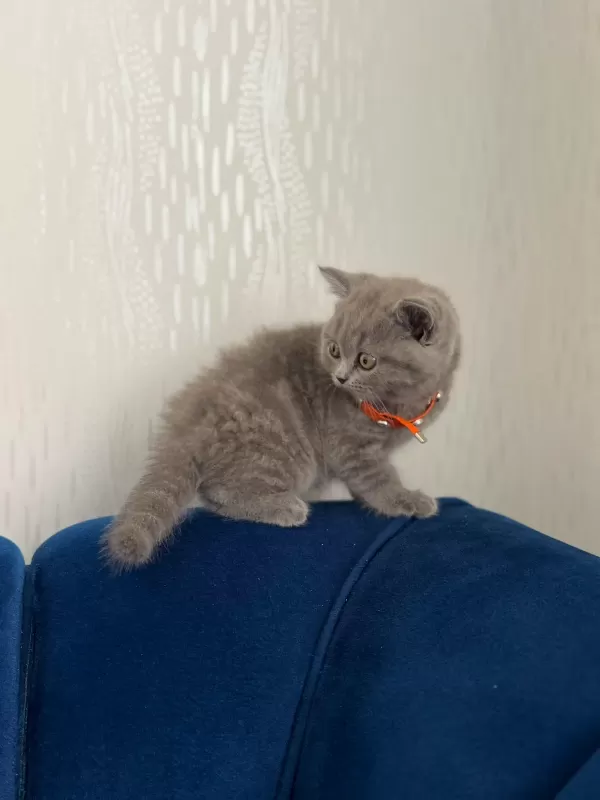 British shorthair bebeğimize yuva arıyoruz