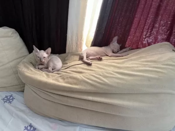 Harika 2 Aylık Dişi Sfenks