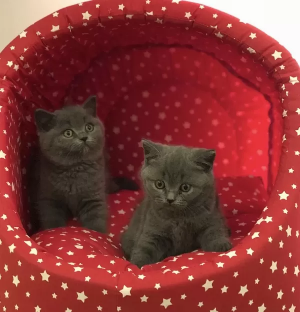 Teslime Hazir British Shorthair Yavrularim