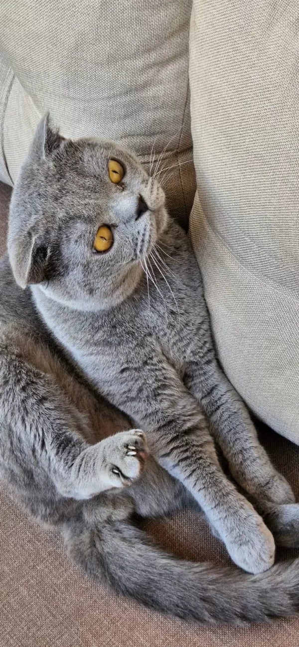 Scottish Fold (2 Yaşında) Sıcak Yuva Arıyor