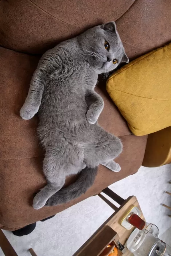 Scottish Fold (2 Yaşında) Sıcak Yuva Arıyor
