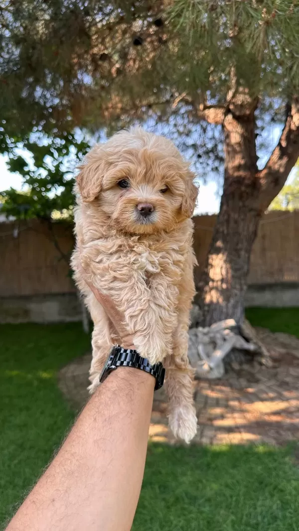 Maltipoo Yavrularımız