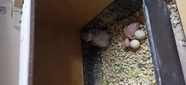 Yeme Düşmüş Yavrular Ve Damızlık Erkek Kuşlar