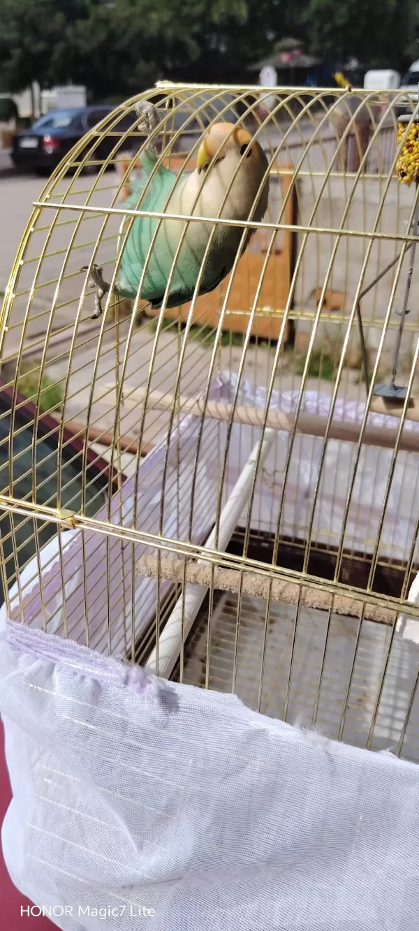 Harika Dişi Sevda Papağanı