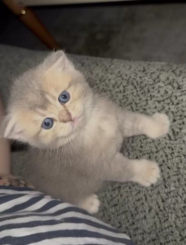 British Shorthair Prensesimiz Yuvasını Arıyor
