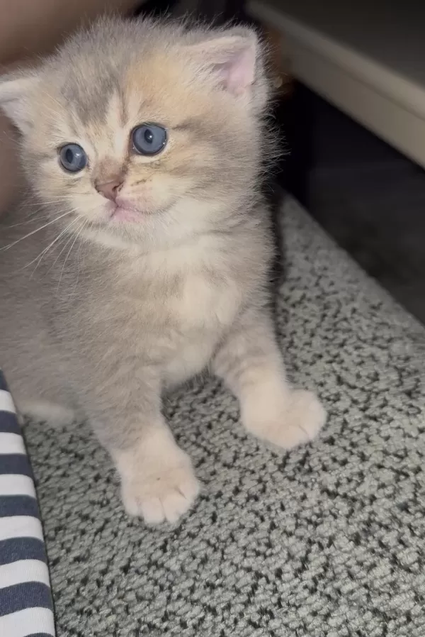 British Shorthair Prensesimiz Yuvasını Arıyor