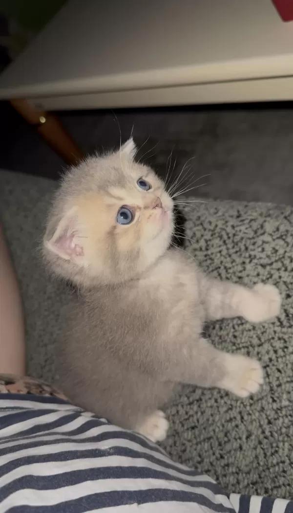 British Shorthair Prensesimiz Yuvasını Arıyor