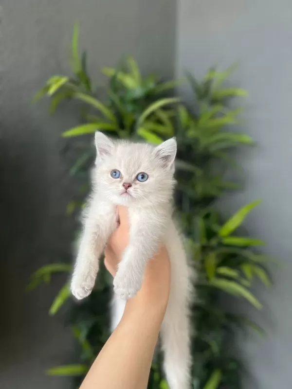 İrk Garantili British Shorthair Yavrularim