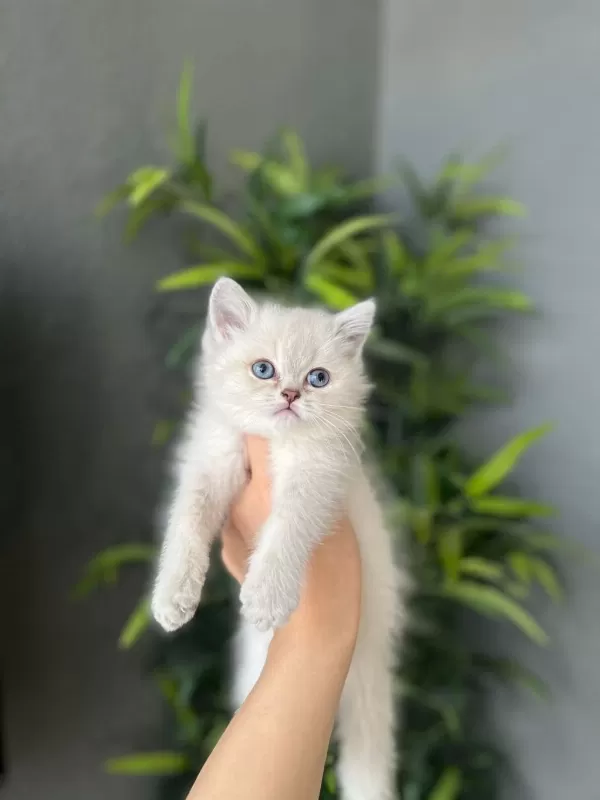 İrk Garantili British Shorthair Yavrularim