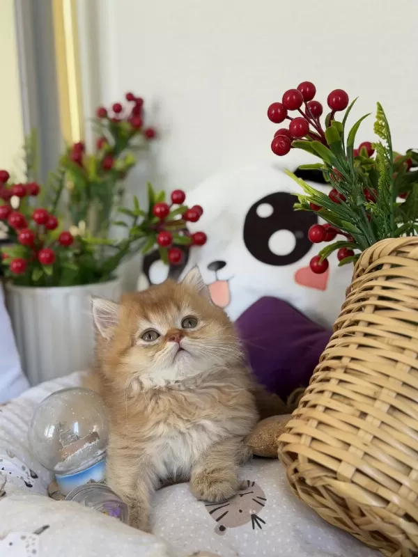 Golden Ny 12 British Longhair
